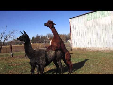 Alpaca Porn